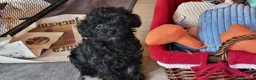 Yorkiepoo dogs for sale:  YORKIEPOOS PUPPIES  FROM LICENSED BREEDER.  - Advert 5