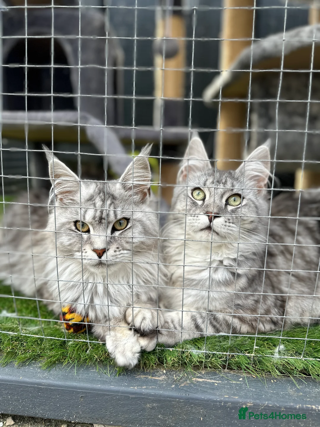 Maine Coon cats for sale: 🩷 Sweet Maine Coon Sisters 🩷 - Advert 12