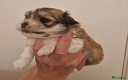 Havanese dogs for sale: Stunning KC Registered Havenese babies available.  - Image 3