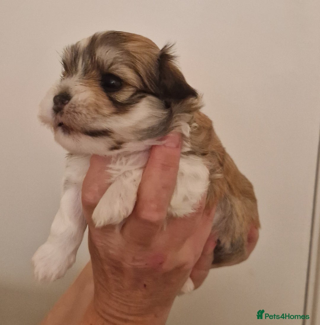 Havanese dogs for sale: Stunning KC Registered Havenese babies available.  - Image 3