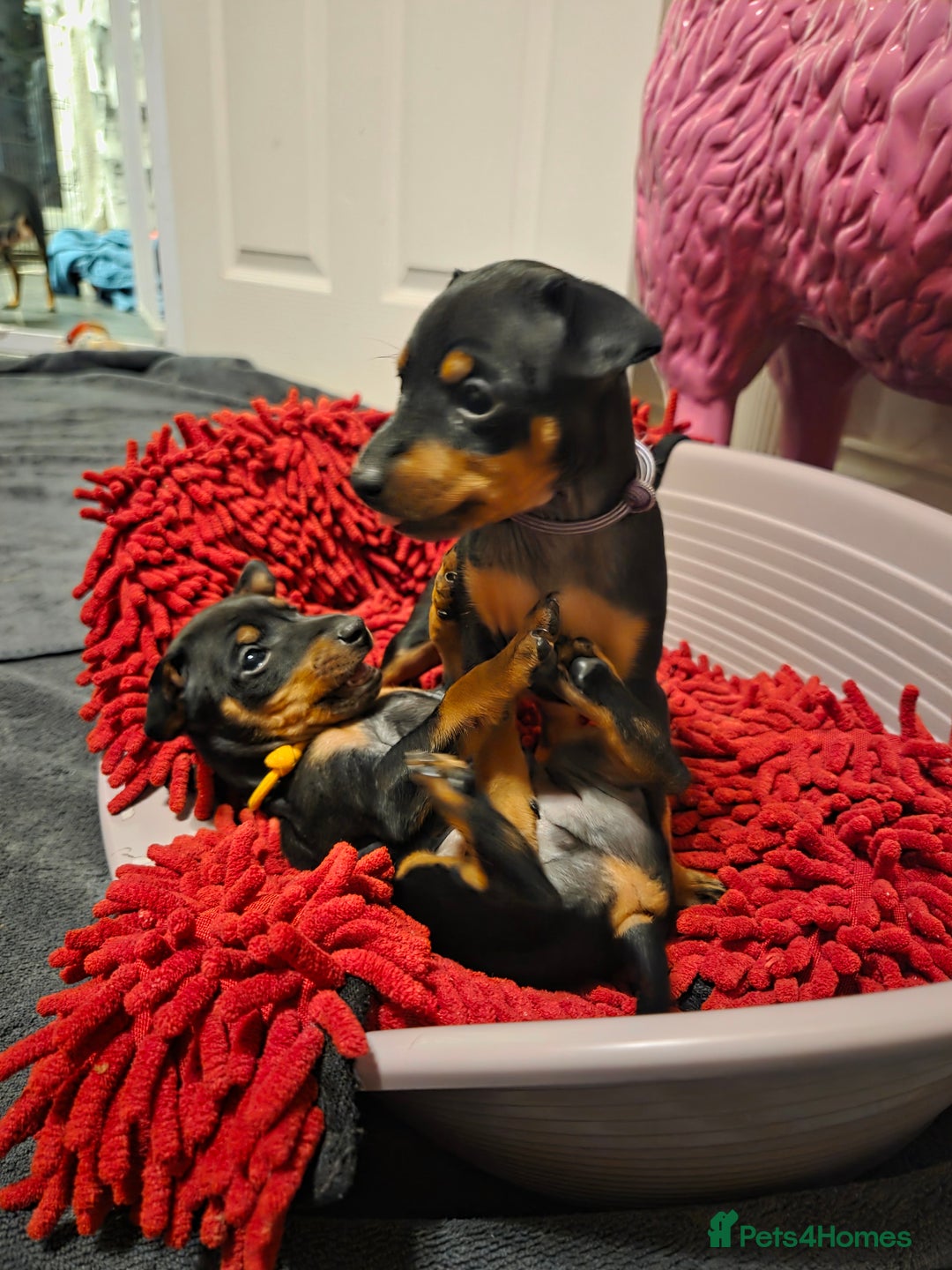 English Toy Terrier dogs for sale: Grayswish English toy terriers - Advert 10