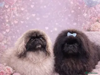Pekingese dogs Super Rare Pekingese - Advert 1
