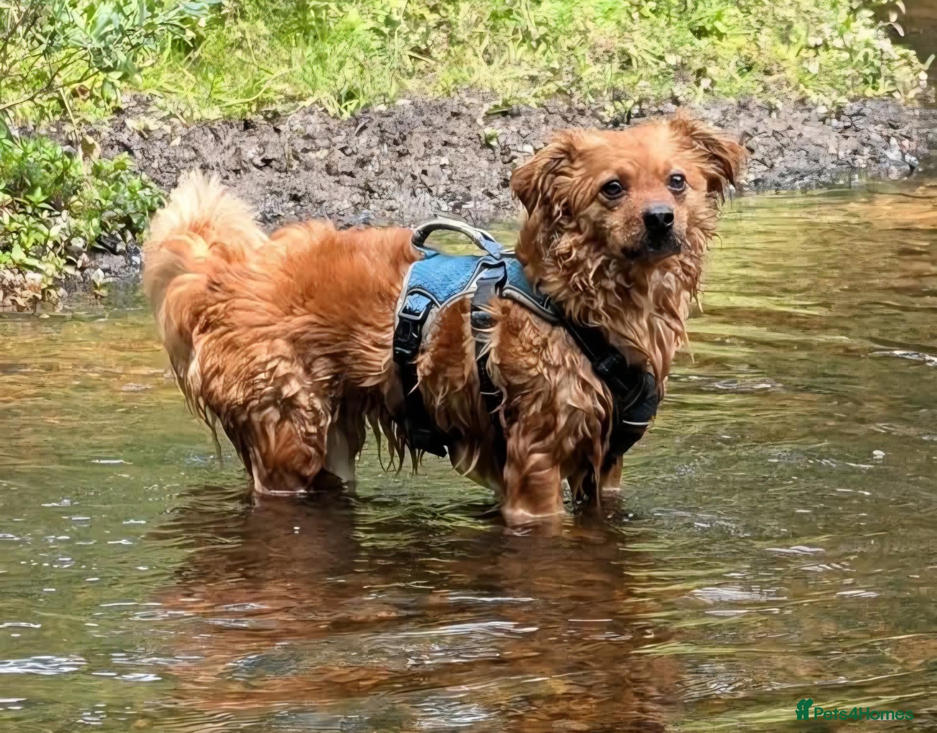 Mixed Breed dogs Fabulous Freddy - Advert 18