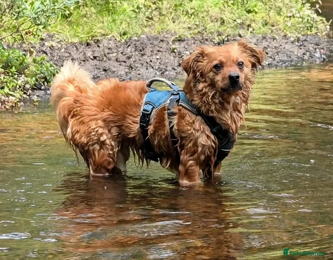 Mixed Breed dogs for adoption: Fabulous Freddy in Southampton - Advert 1