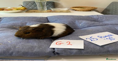 Guinea Pig rodents - Advert 3