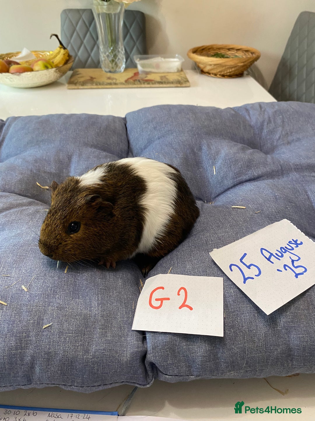 Guinea Pig rodents for sale: Beautiful baby Guinea pigs - Image 3