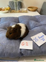 Guinea Pig rodents - Advert 3