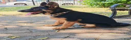 German Shepherd dogs for sale: German Shepherd Puppies (champions parents)  - Advert 7