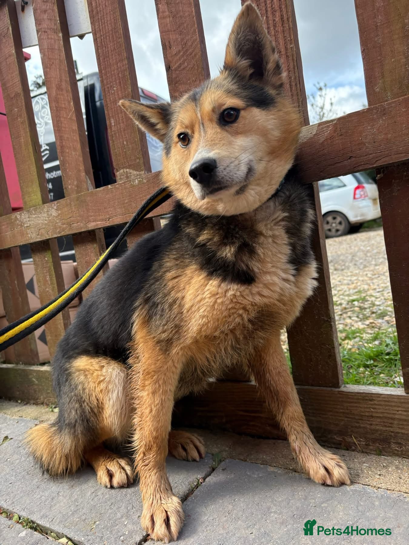 Mixed Breed dogs Bowie - Norwich Norfolk  - Advert 1