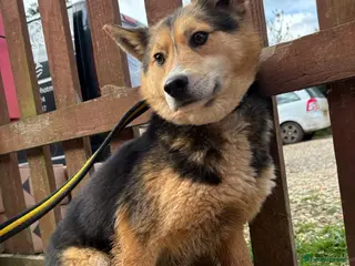 Mixed Breed dogs Bowie - Norwich Norfolk - Advert 1