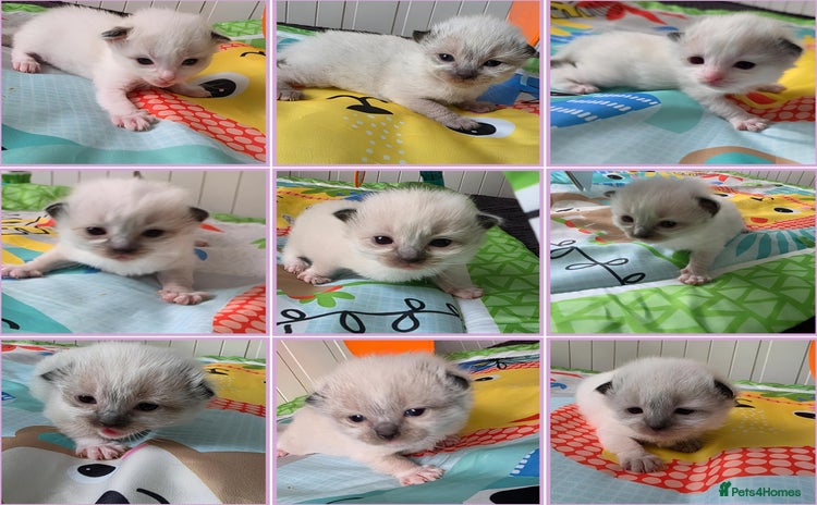 Ragdoll cats - Advert 5