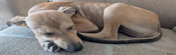 Lurcher dogs for sale: Beautiful Working Stock Male Lurcher Puppy - Advert 2