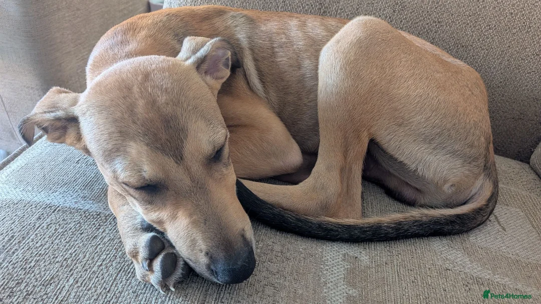 Lurcher dogs for sale: Beautiful Working Stock Male Lurcher Puppy - Advert 2