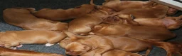 Golden Retriever dogs for sale: Dark Red KC Reg Working Golden Retriever Puppies - Advert 4