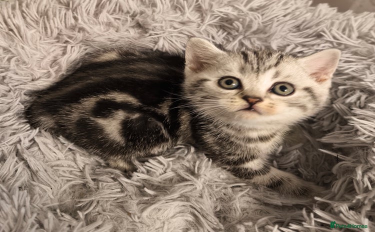 Scottish Fold cats - Advert 1