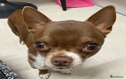 Chihuahua dogs for sale: 🐶 xxs Stunning pure chihuahua pups 🐶 - Image 15