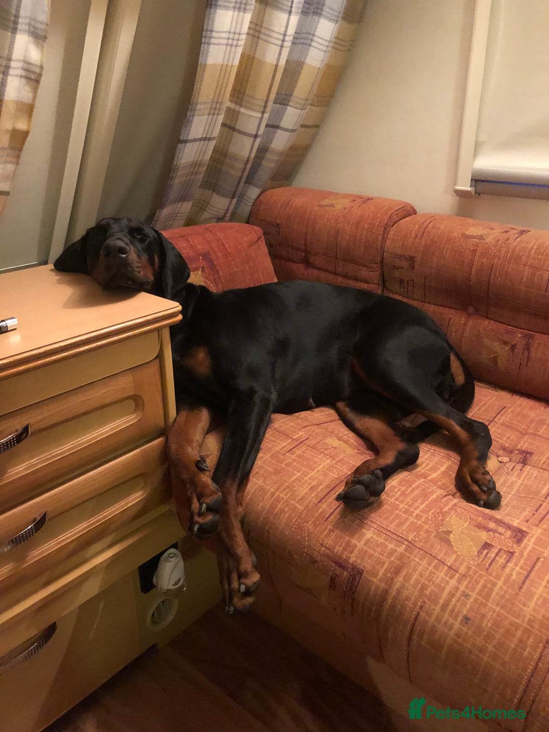 Dobermann dogs for sale: European bitch for sale  - Image 2