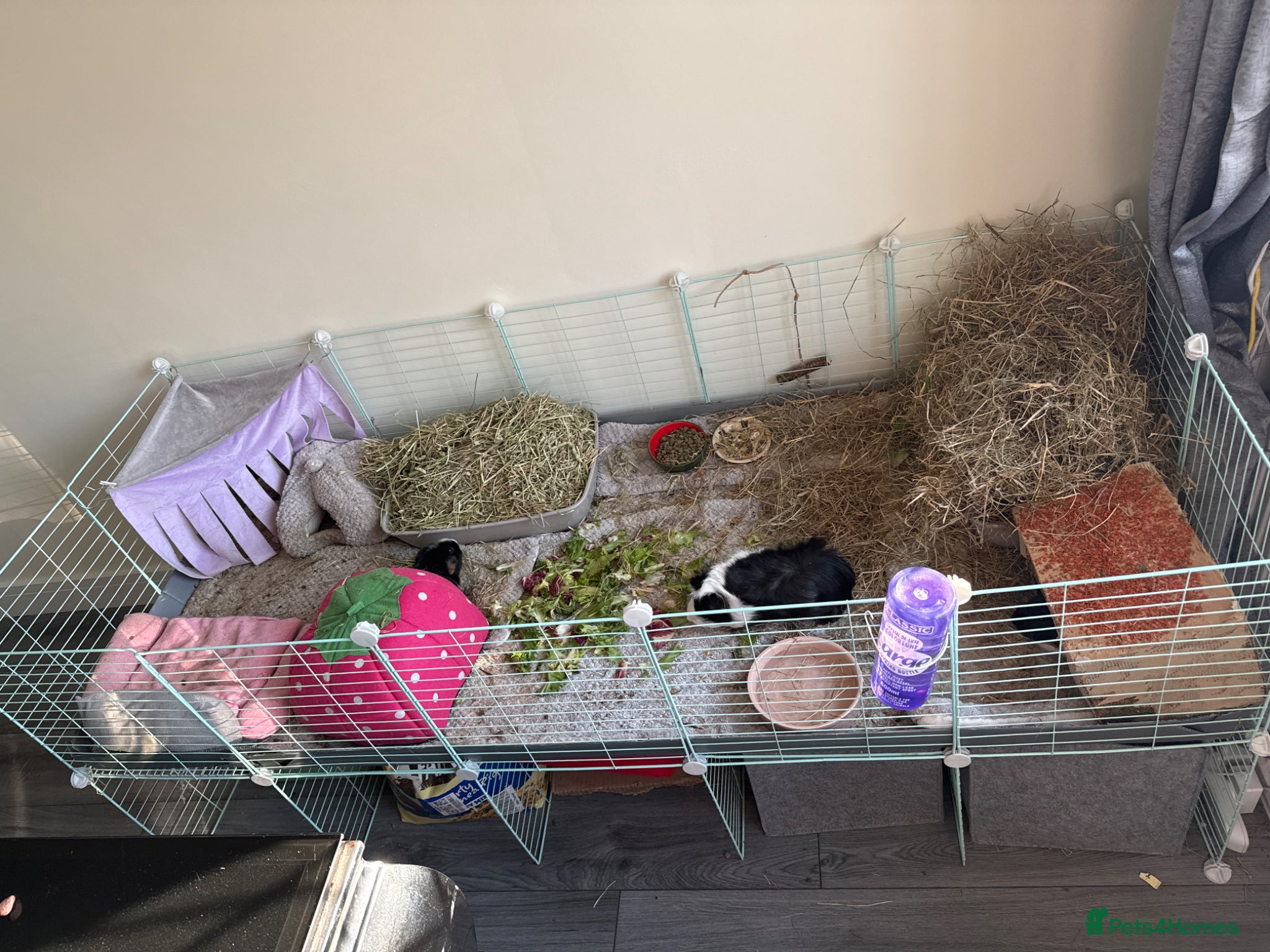 Guinea Pig rodents Three bonded female guinea pigs  - Advert 2
