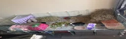 Guinea Pig rodents for sale: Three bonded female guinea pigs  in Stockport - Advert 2