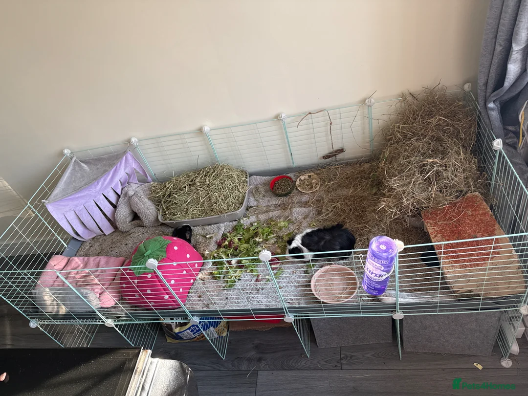 Guinea Pig rodents for sale: Three bonded female guinea pigs  in Stockport - Advert 2