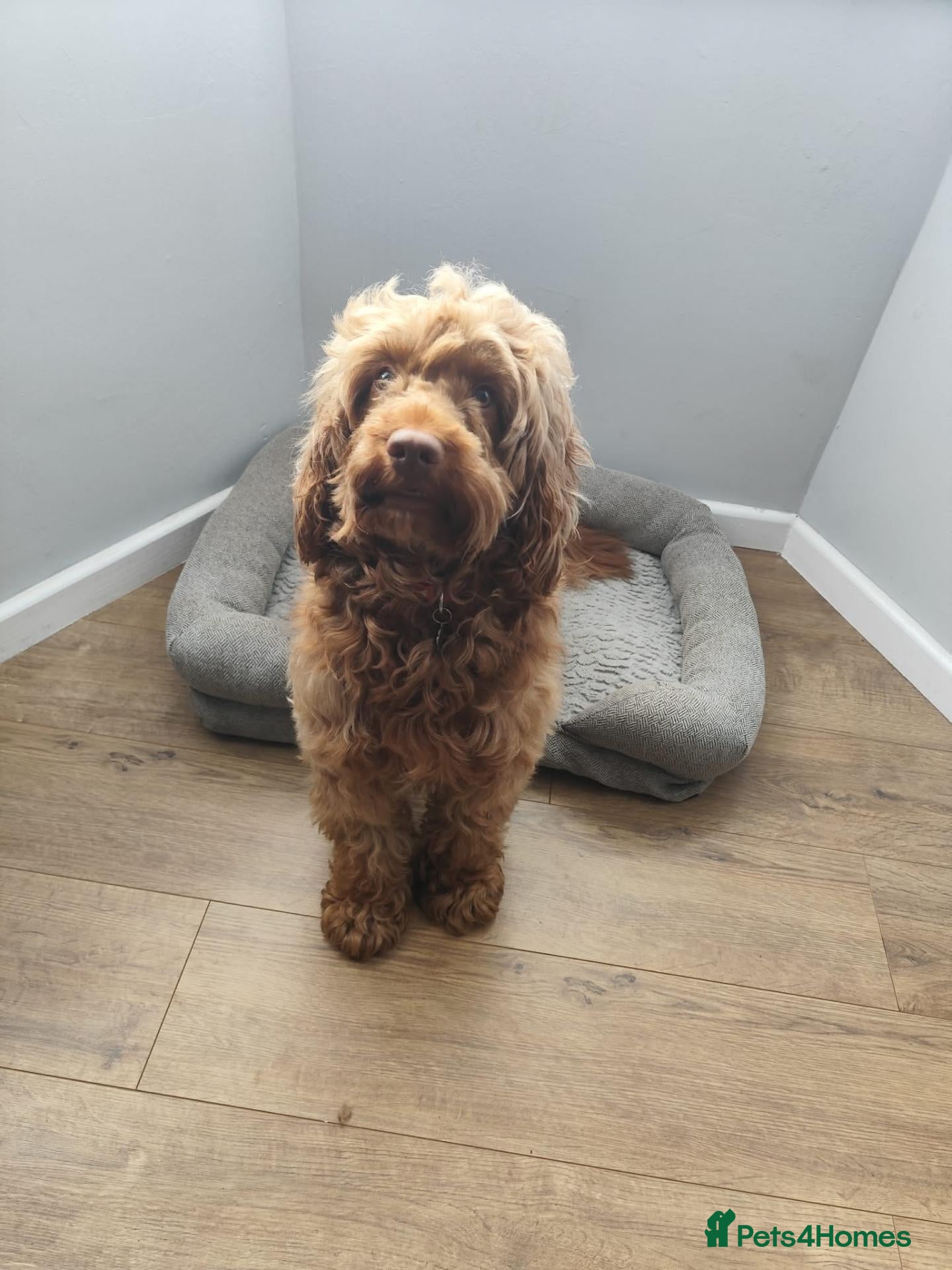 Cockapoo dogs Cockapoo stud - Advert 17