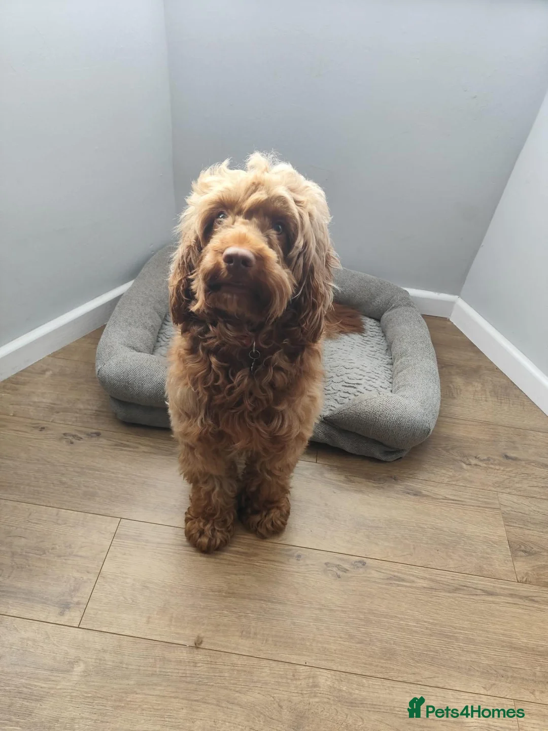 Cockapoo dogs for stud: Cockapoo stud - Advert 1