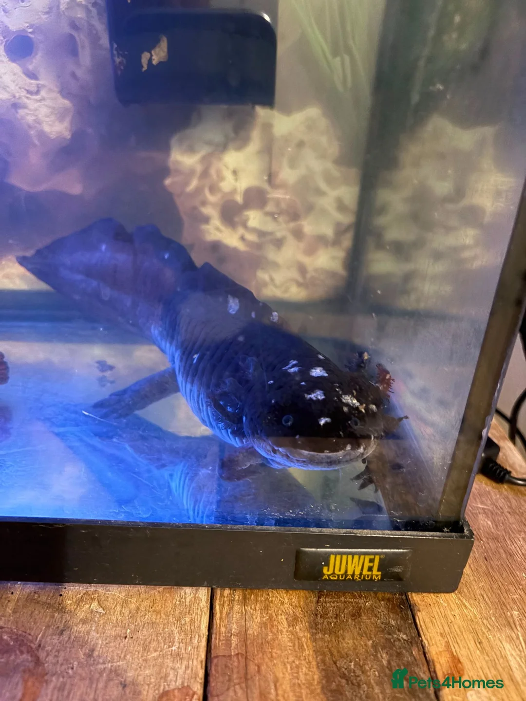 Axolotl reptiles for sale: 2x Axolotls in need of rehoming in London - Advert 4