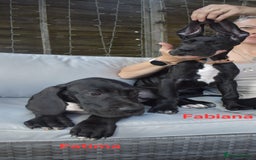 Great Dane dogs for sale: Great danes puppies KC ready!!! in Bathgate - Image 32