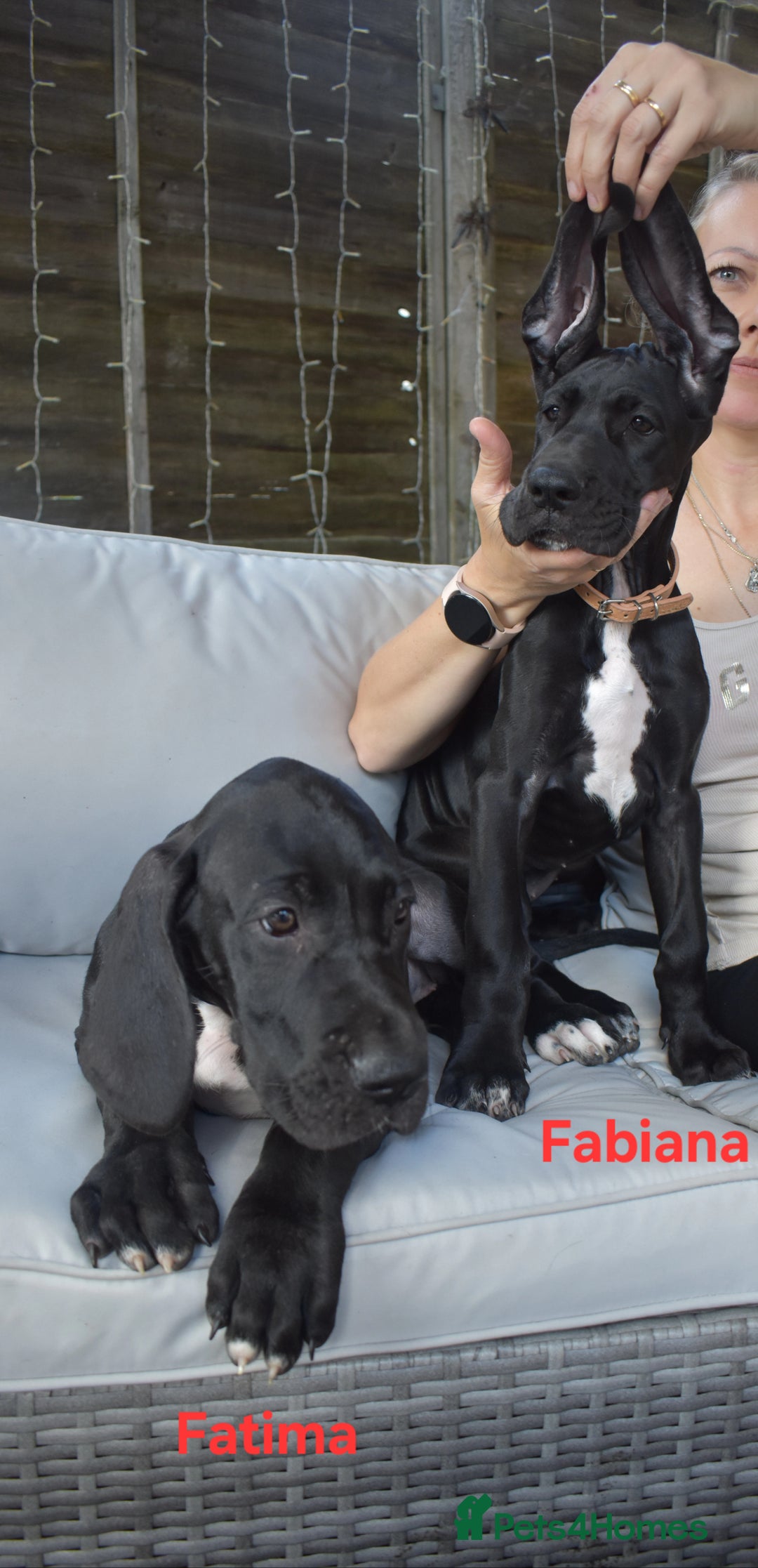 Great Dane dogs for sale: Great danes puppies KC ready!!! in Bathgate - Image 32