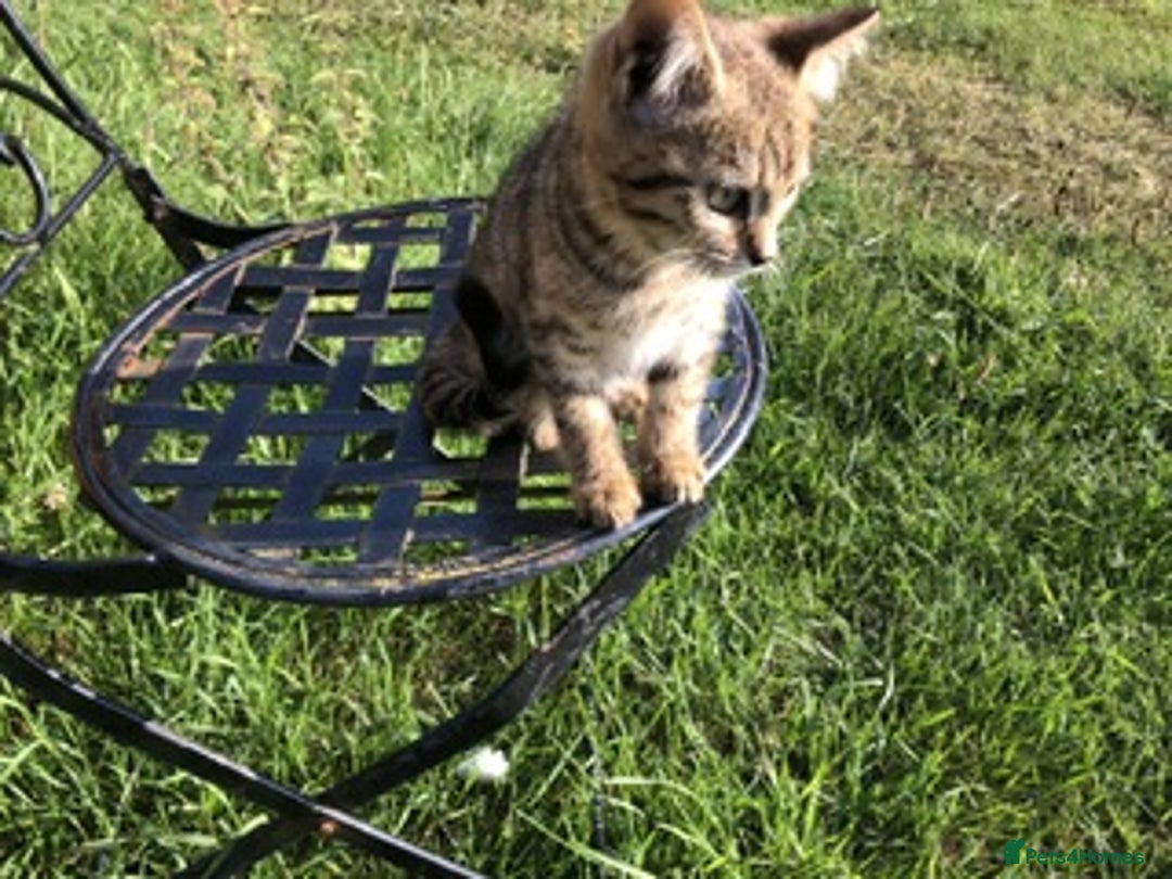 Bengal cats for sale: Bengal x British blue boys in Liss - Image 12