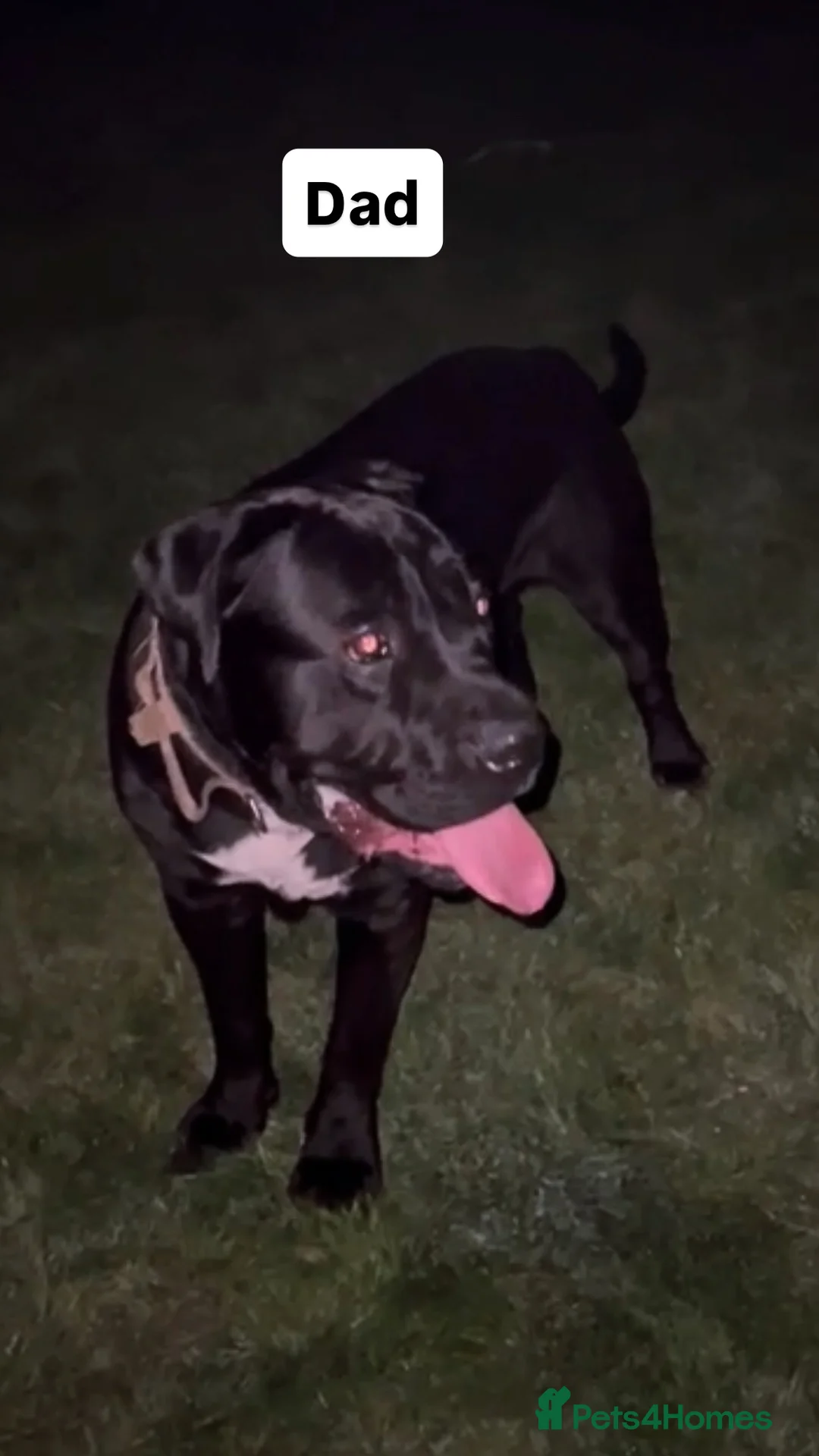 Cane Corso dogs for sale: Cane Corso puppies for sale in Mansfield - Advert 12