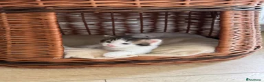 Ragdoll 1