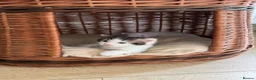 Ragdoll cats for sale: Ragdoll Mixed Kittens in Newark - Advert 3