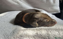 Dobermann dogs for sale: Beautiful litter of Doberman puppies  - Image 7