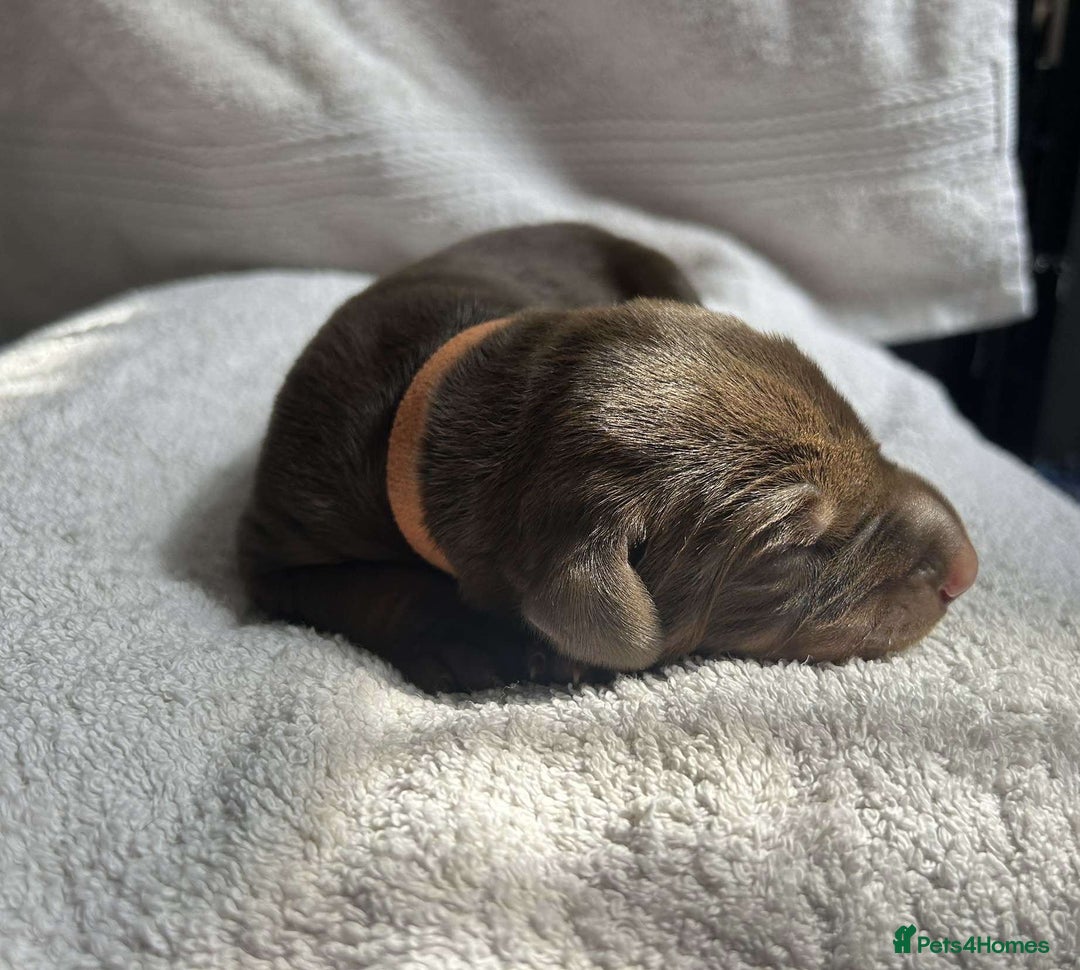 Dobermann dogs for sale: Beautiful litter of Doberman puppies  - Image 7