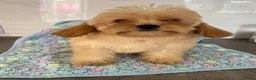Cavapoo dogs for sale: 🧡💚 first generation cavapoo🧡 2 left available  - Advert 2