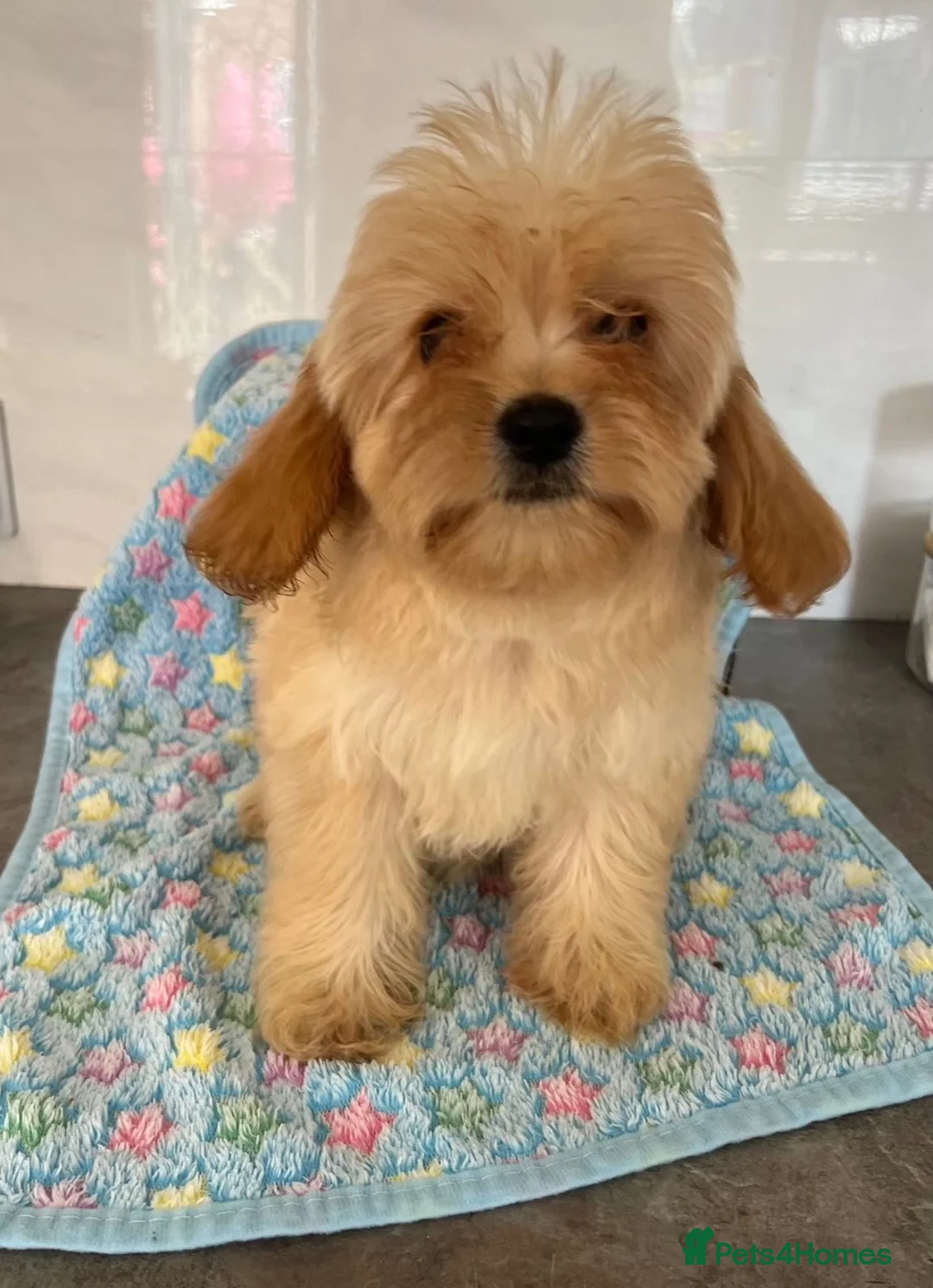 Cavapoo dogs for sale: 🧡💚 first generation cavapoo🧡 2 left available  - Advert 2