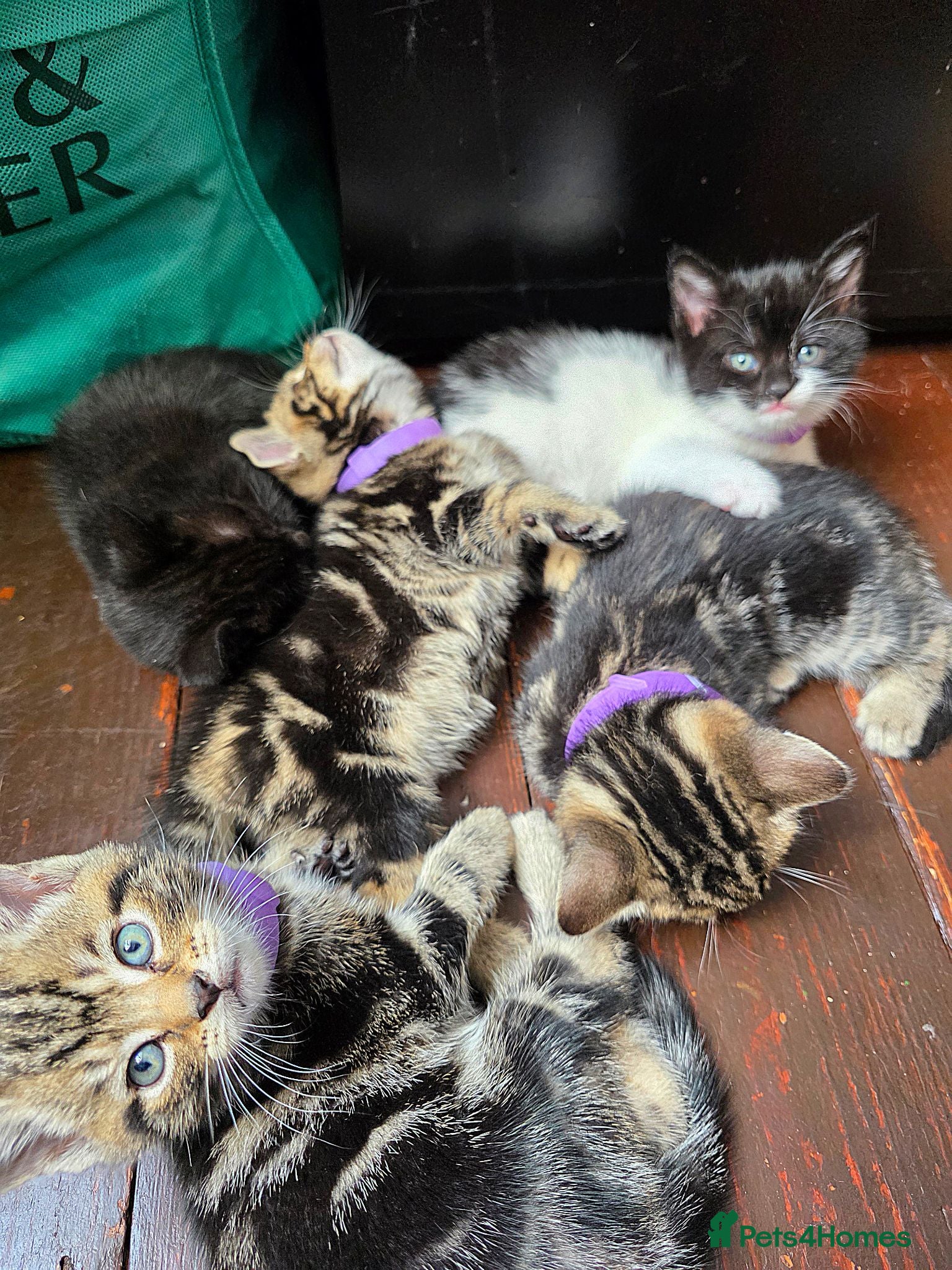 Mixed Breed cats Three Kittens for sale - Advert 12