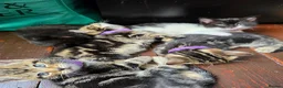 Mixed Breed cats for sale: Three Kittens for sale in London - Advert 1