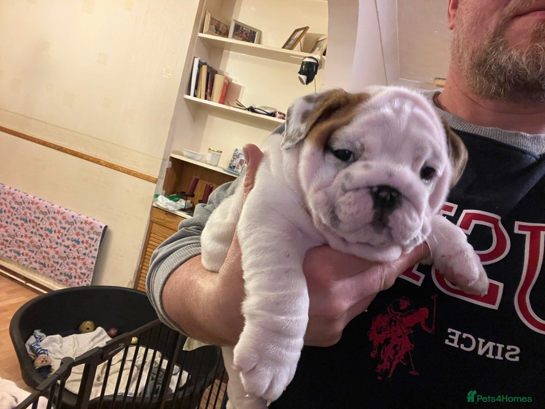 English Bulldog dogs for sale: English bulldogs - Advert 41