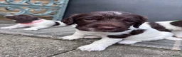 English Springer Spaniel dogs for sale: Liver and White English Springer Spaniel Puppies in Perth - Advert 13