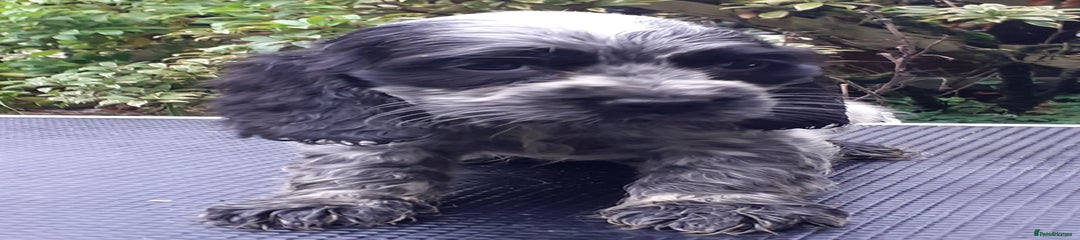 Cocker Spaniel Puppy 2