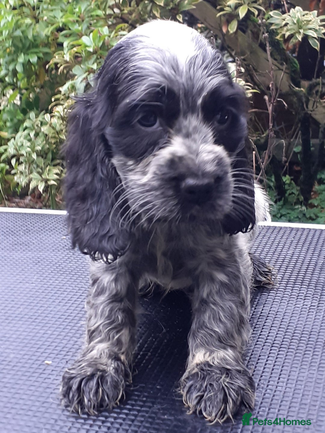 Cocker Spaniel dogs for sale: Adorable KC show cocker spaniels - Advert 5