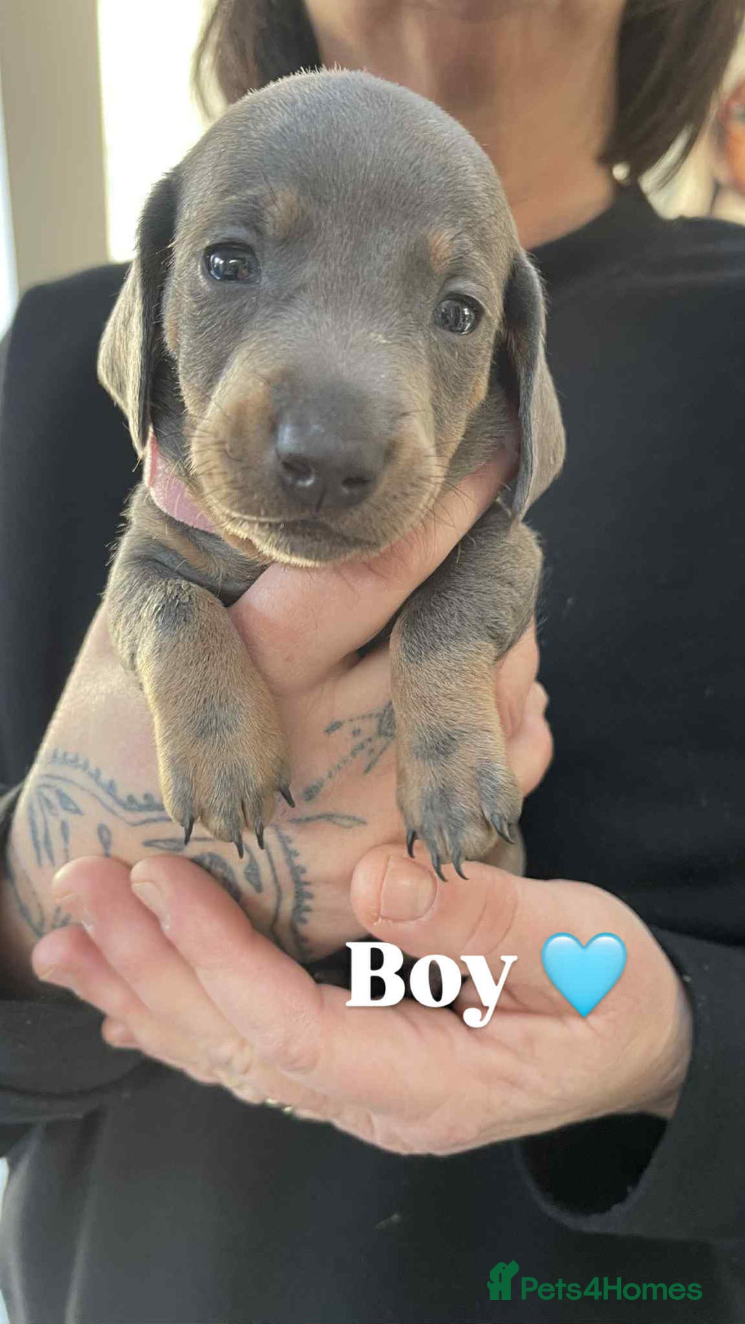 Miniature Dachshund dogs for sale: ❤️Minature Dachshunds for Sale ❤️ - Advert 8