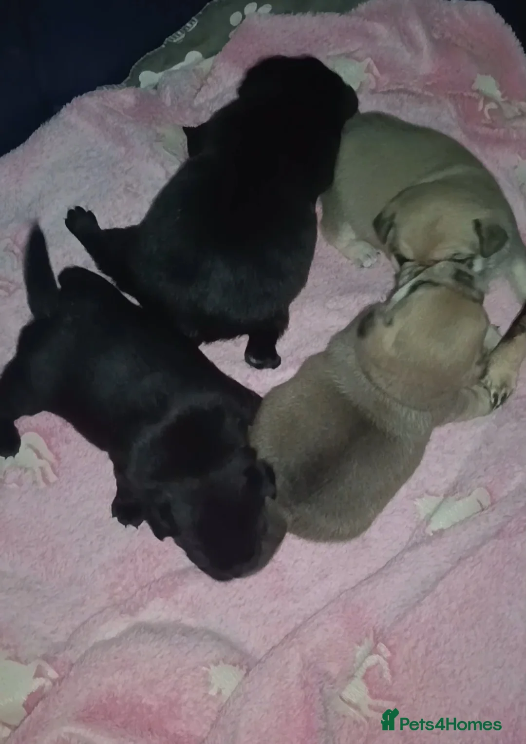 Pug dogs for sale: Pug Puppies  - Advert 2