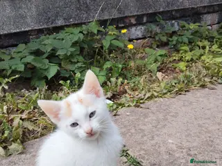 Mixed Breed cats LITTLE KITTENS - Advert 13