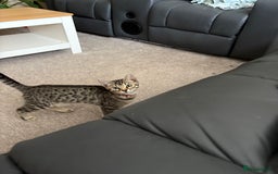 Bengal cats for sale: Half bengal kitten - Image 1