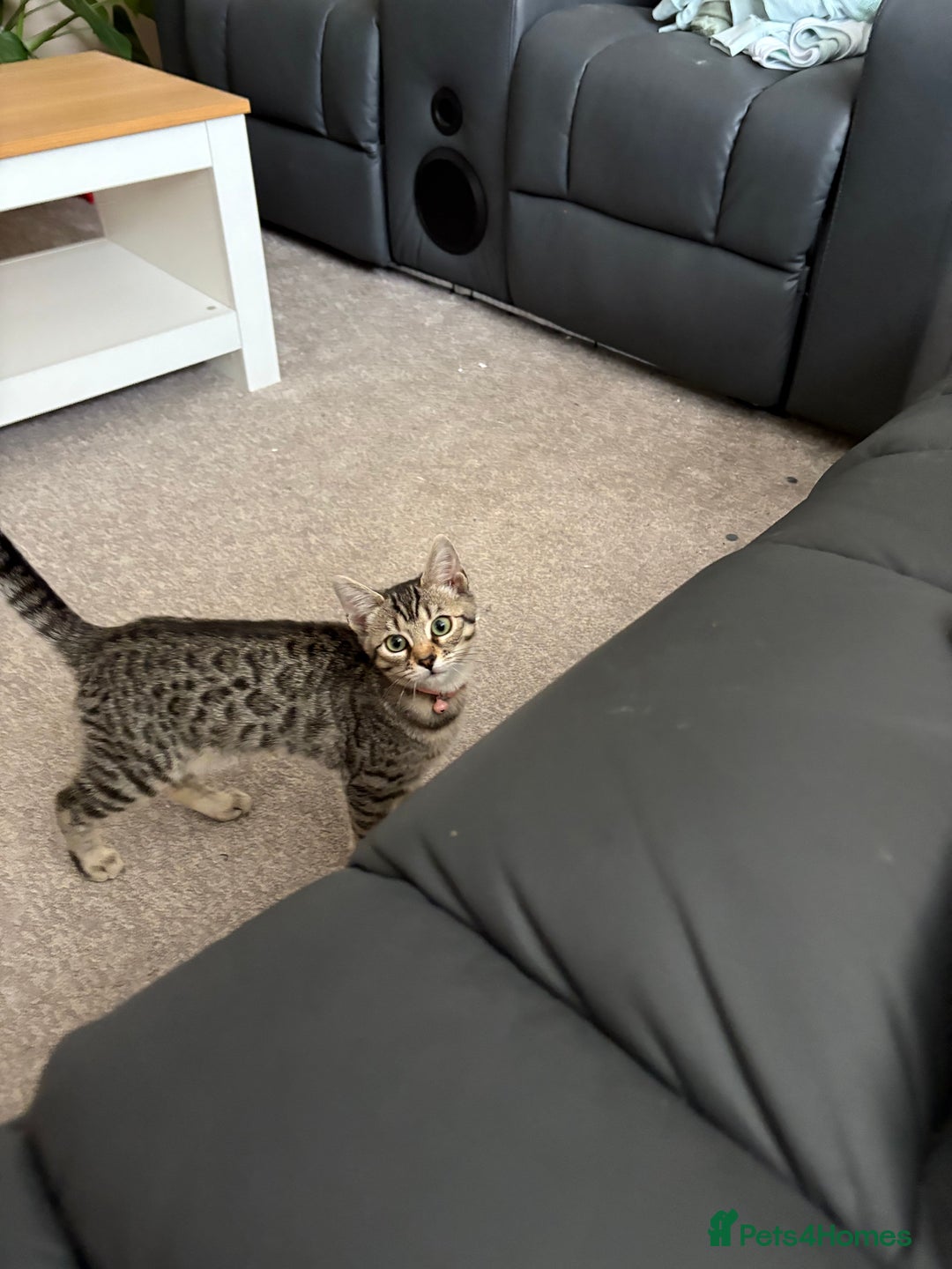 Bengal cats for sale: Half bengal kitten - Image 1