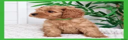 Cavapoo dogs for sale: Gorgeous cavapoo puppies from DNA tested parents - Advert 10