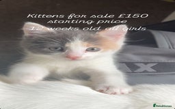 Turkish Van cats for sale: Three kittens  - Image 1